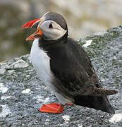 Atlantic Puffin