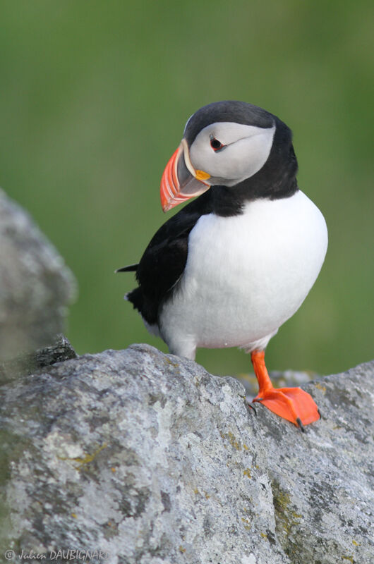 Atlantic Puffin, identification