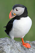 Atlantic Puffin