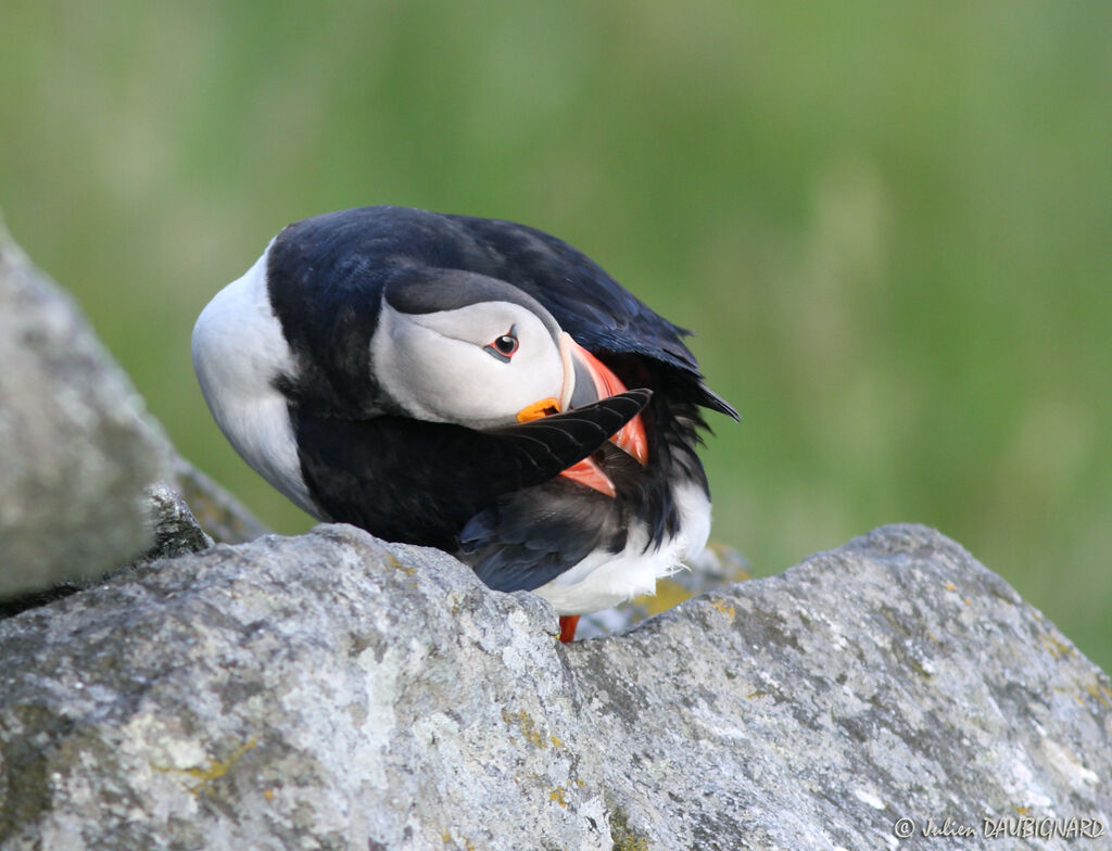 Atlantic Puffin, identification