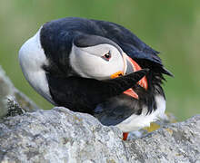 Atlantic Puffin