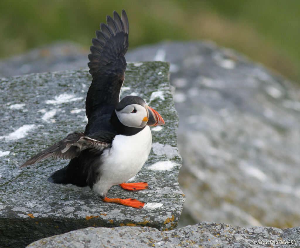 Atlantic Puffin, identification