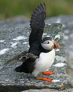 Atlantic Puffin