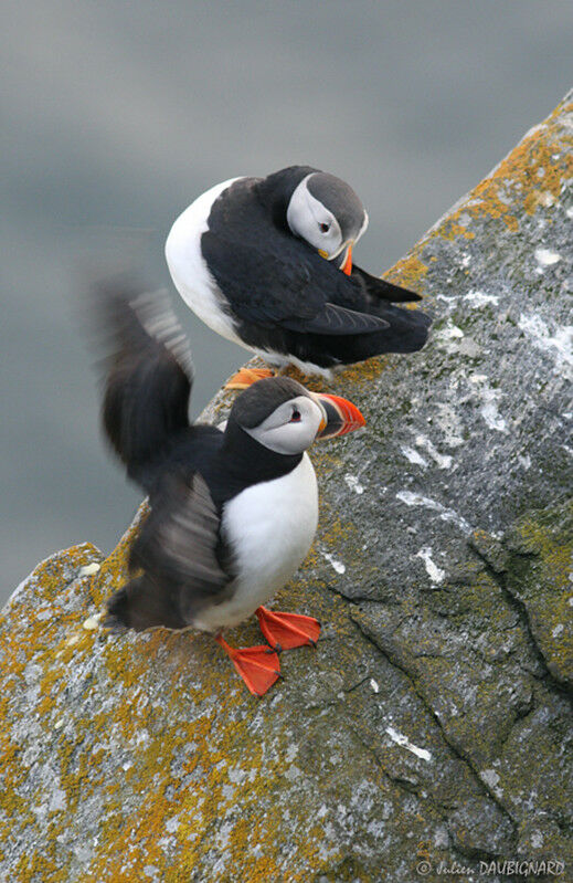 Atlantic Puffin, identification