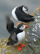 Atlantic Puffin