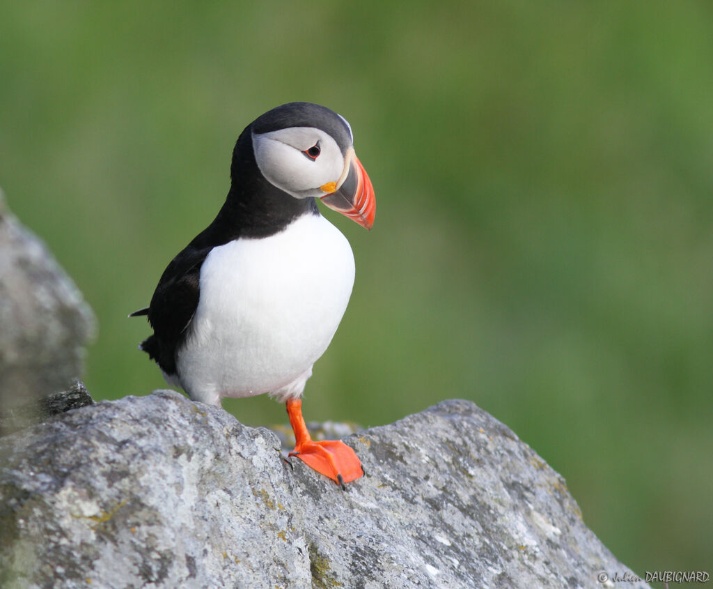 Atlantic Puffin, identification