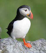 Atlantic Puffin