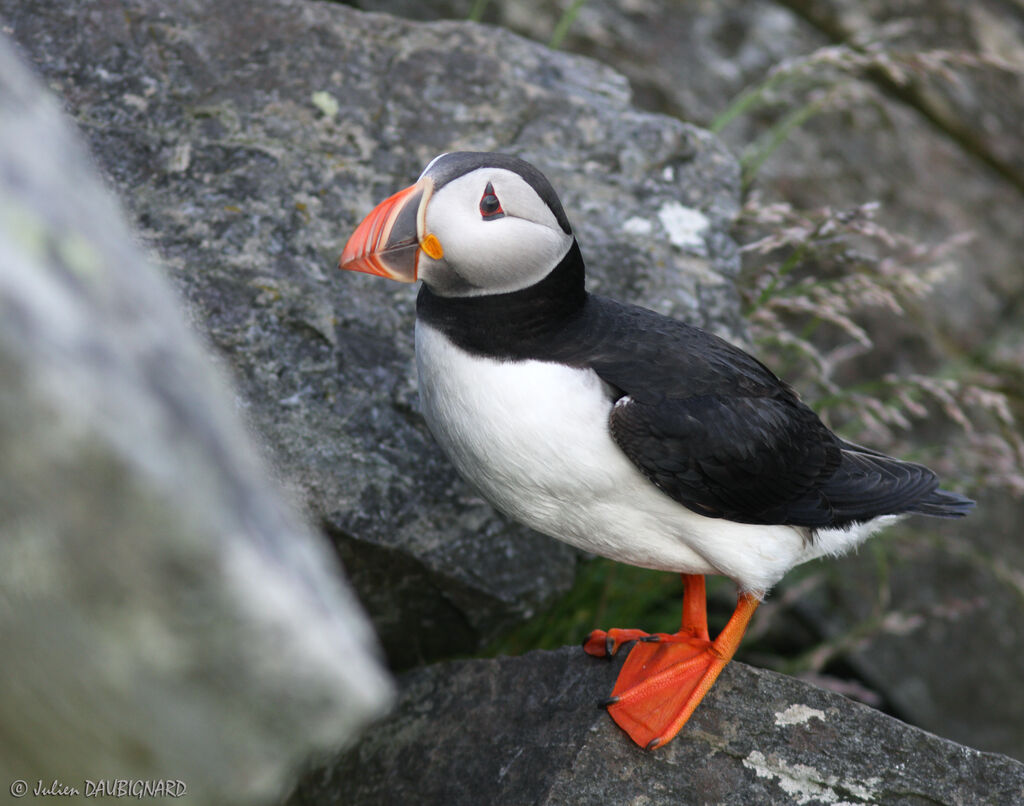 Atlantic Puffin, identification