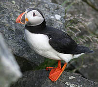 Atlantic Puffin