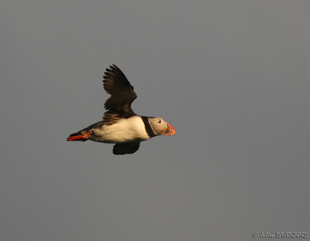 Atlantic Puffin, Flight