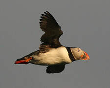 Atlantic Puffin