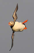 Atlantic Puffin