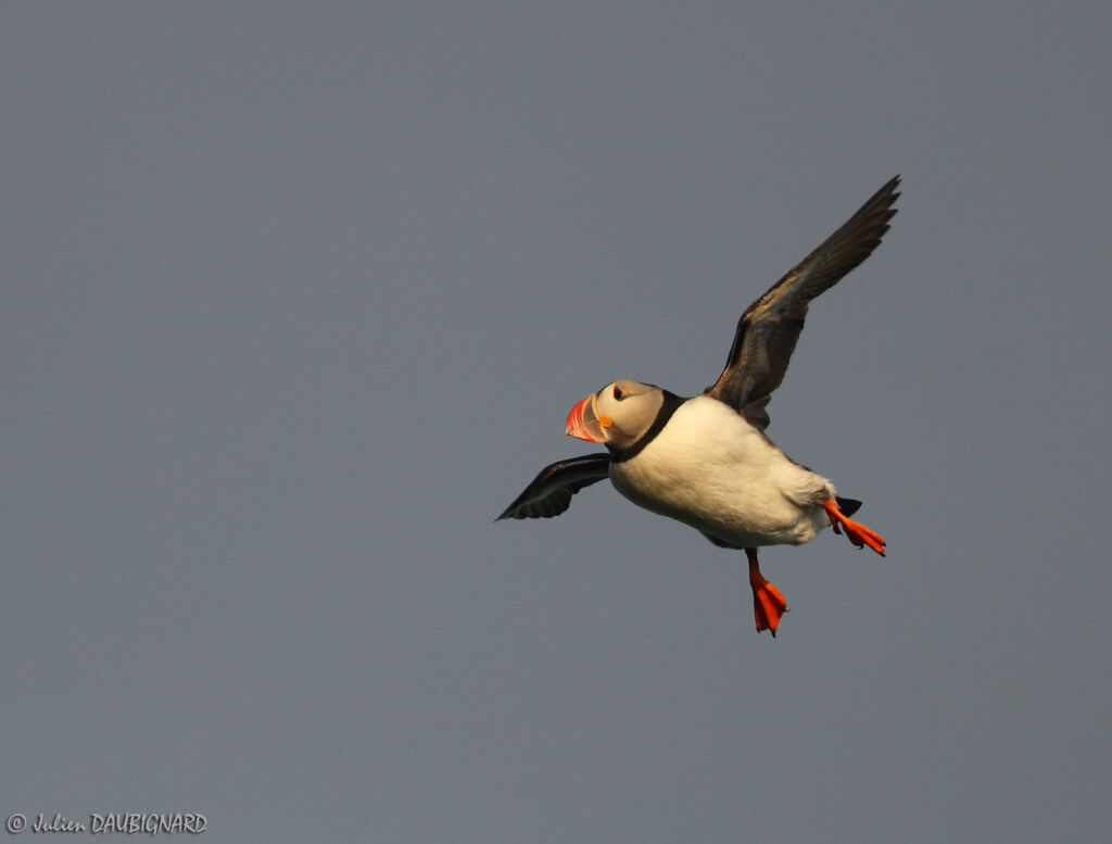 Atlantic Puffin, Flight