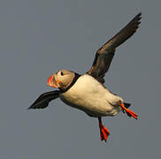 Atlantic Puffin