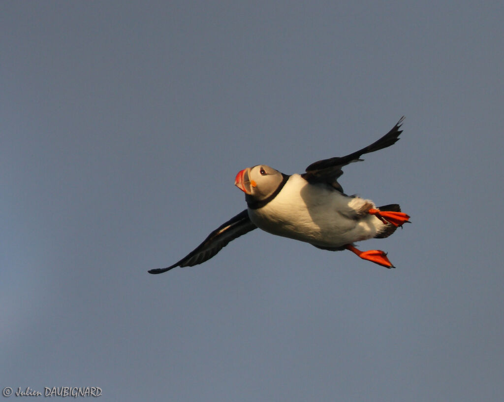 Atlantic Puffin, Flight