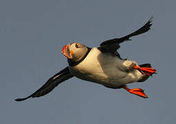 Atlantic Puffin