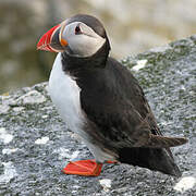 Atlantic Puffin