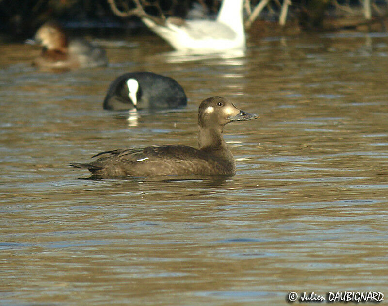 Macreuse brune femelle