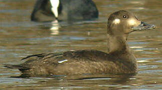 Macreuse brune