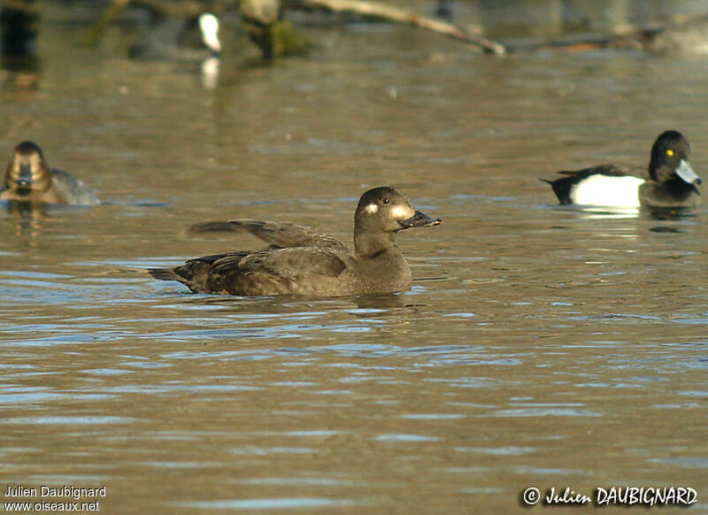 Velvet Scoter female