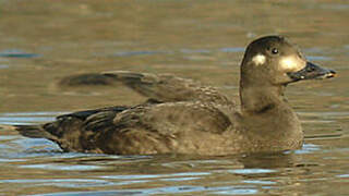 Velvet Scoter