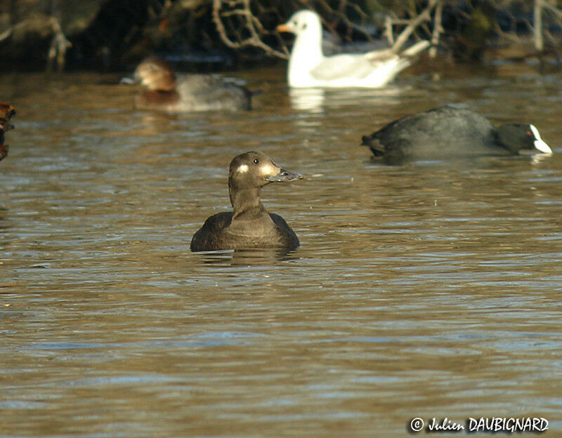 Velvet Scoter female