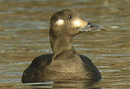 Velvet Scoter