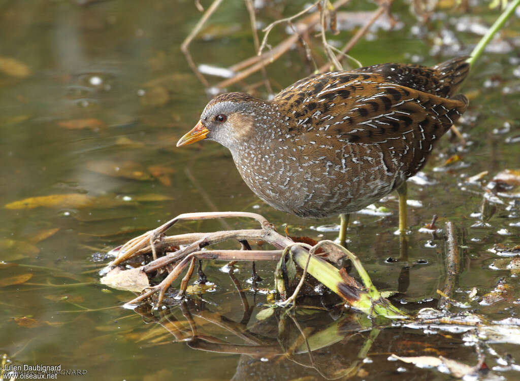 Spotted Crakeadult, identification