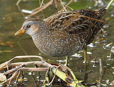 Spotted Crake