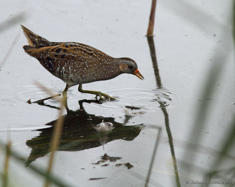 Spotted Crake, identification