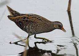 Spotted Crake