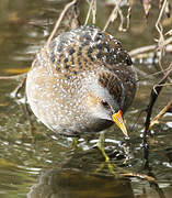 Spotted Crake