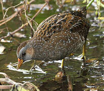 Spotted Crake