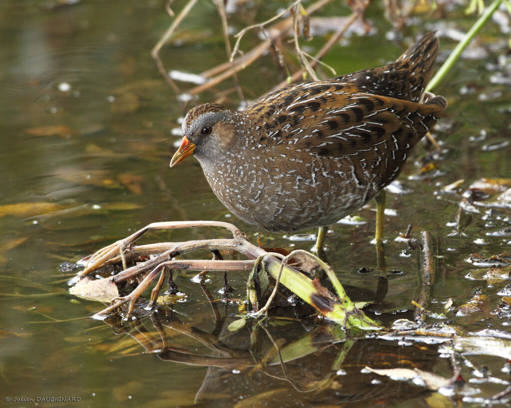 Marouette ponctuée, identification