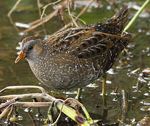 Spotted Crake