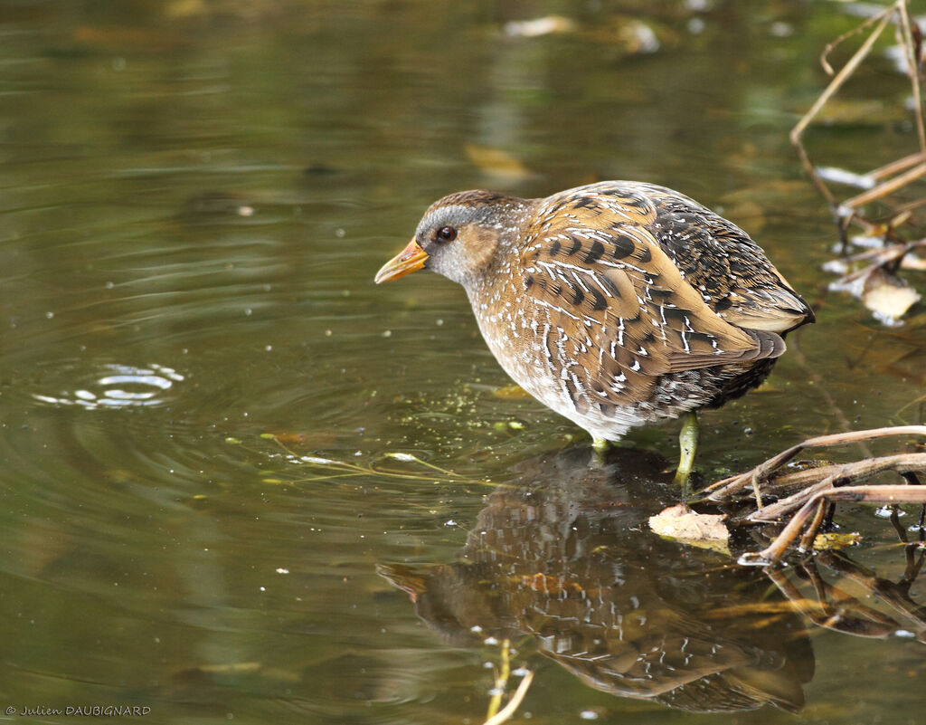 Marouette ponctuée, identification