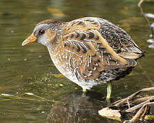 Spotted Crake