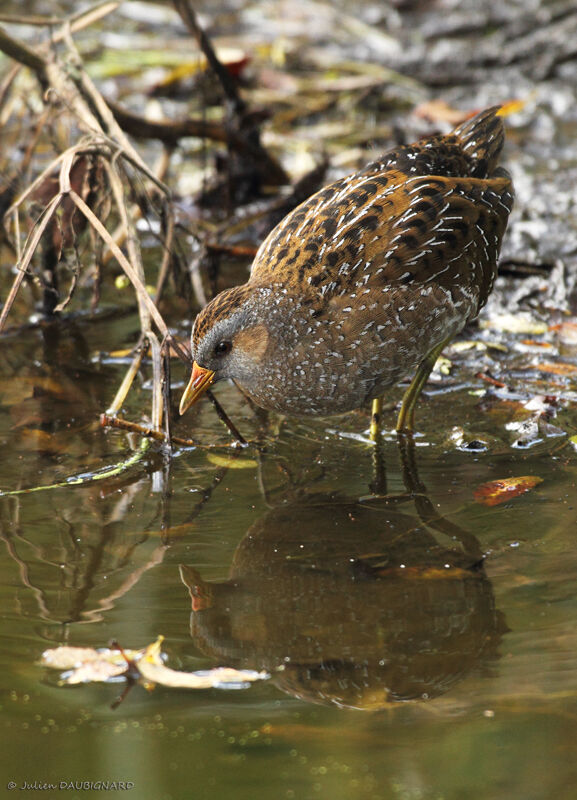 Marouette ponctuée, identification