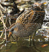 Spotted Crake