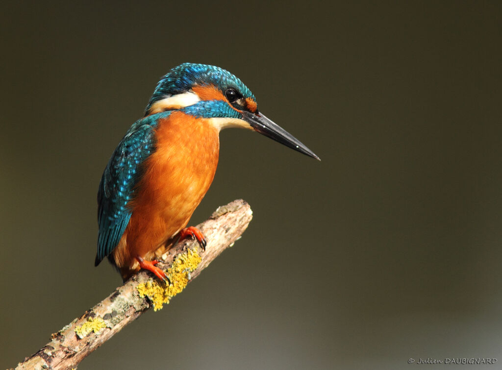 Common Kingfisheradult, identification