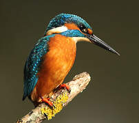 Common Kingfisher