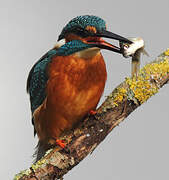 Common Kingfisher