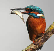 Common Kingfisher