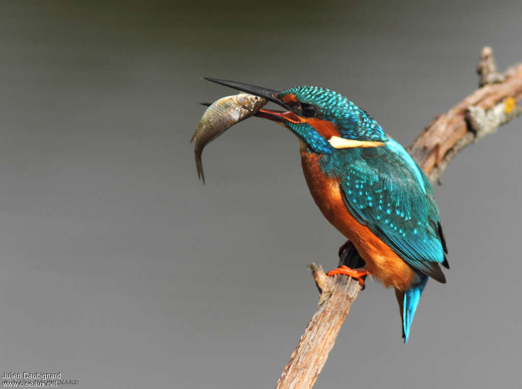 Martin-pêcheur d'Europeadulte, régime