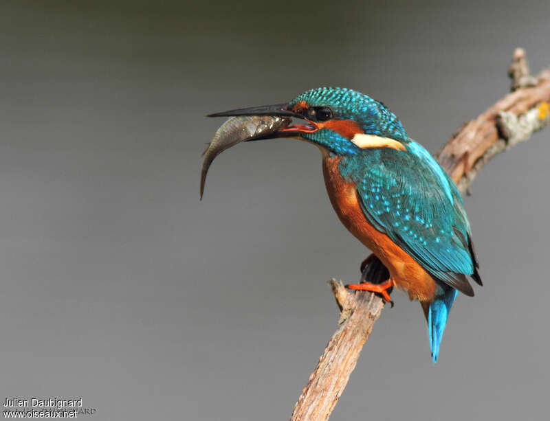 Common Kingfisher male adult, pigmentation, feeding habits
