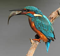 Common Kingfisher