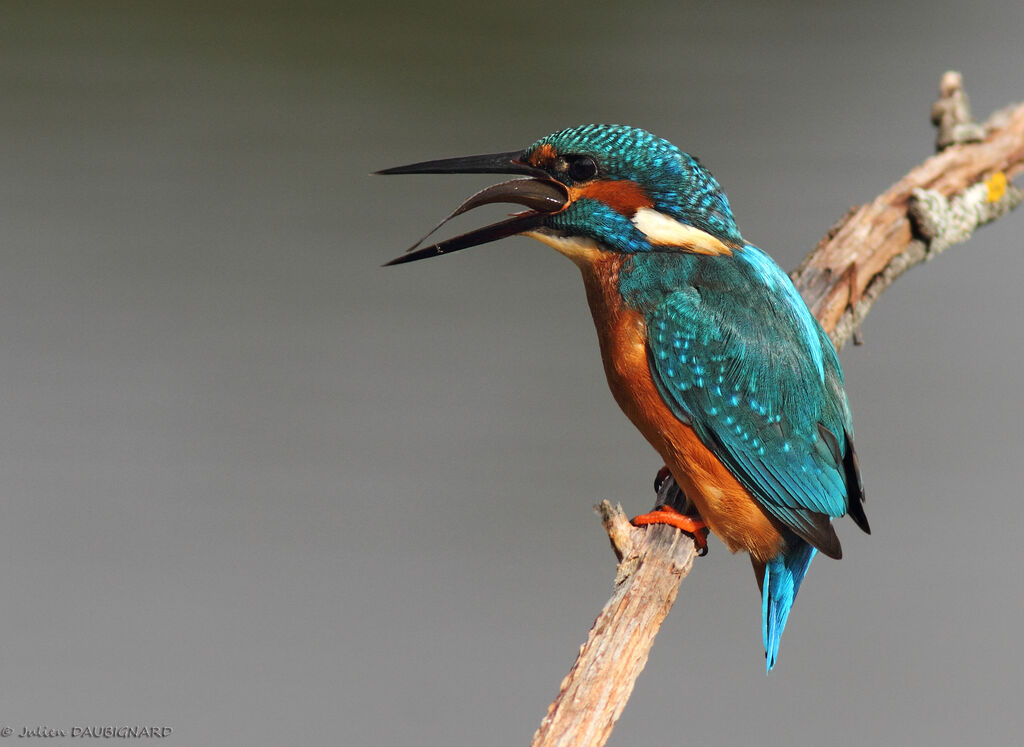 Common Kingfisher male, identification, feeding habits