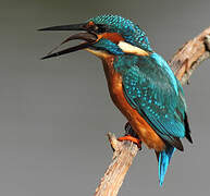 Common Kingfisher