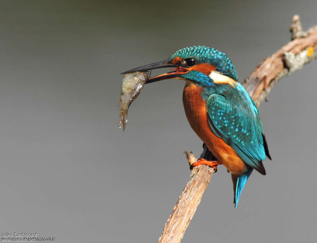 Martin-pêcheur d'Europe mâle, pigmentation, régime