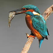 Common Kingfisher